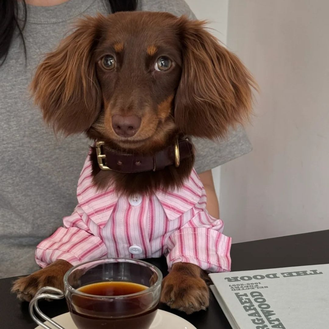 10 Simple and Effective Tips to Make Your Pet Look Adorable in Clothes