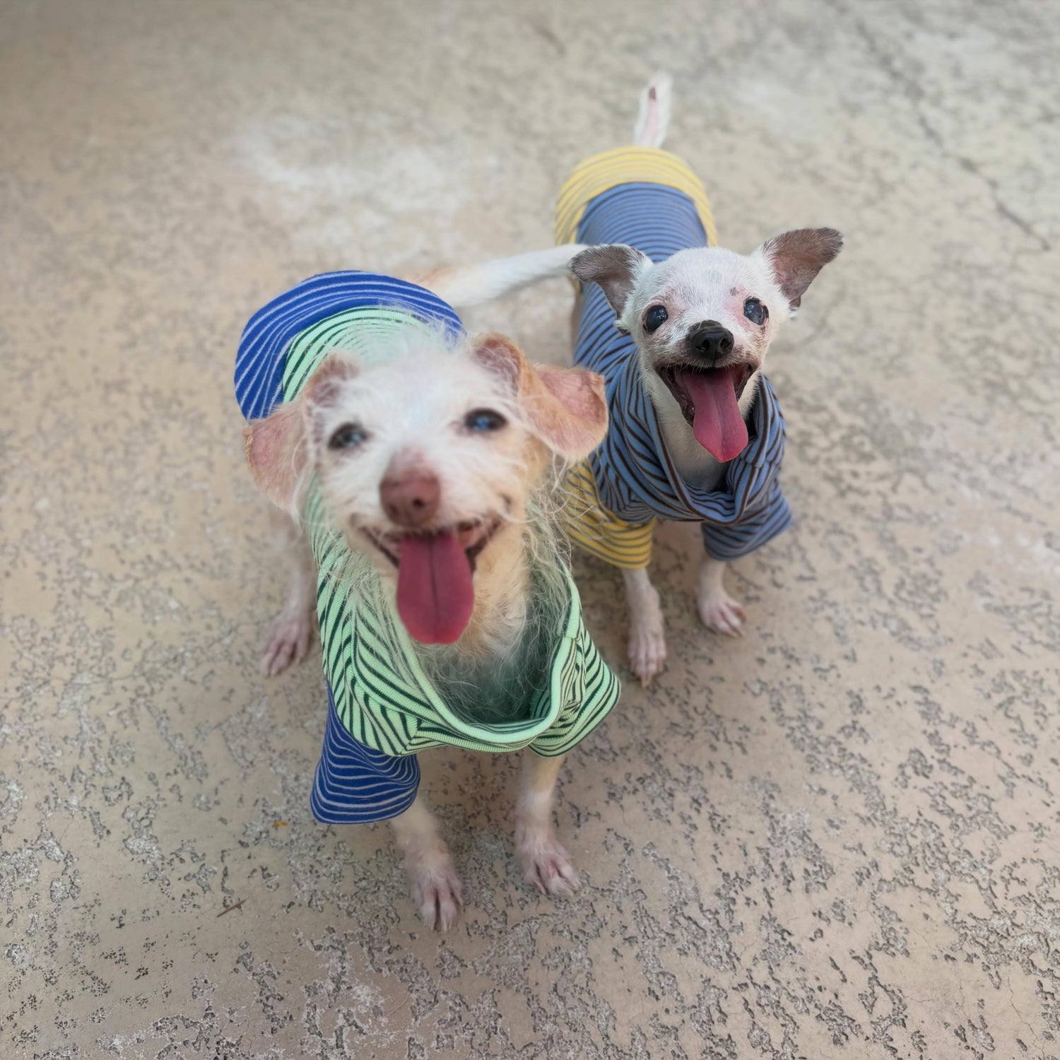 Because Every Senior Dog Deserves Comfort: Our Partnership with The Senior Dog Squad