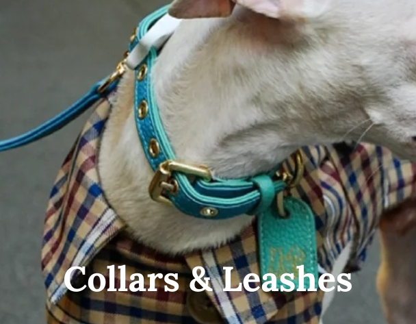 Collars & Leashes