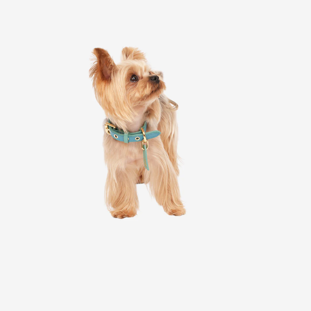 Color Space Pet Collars  - Green - FluffyCream