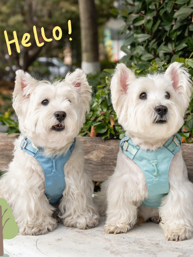 Ever After Harness