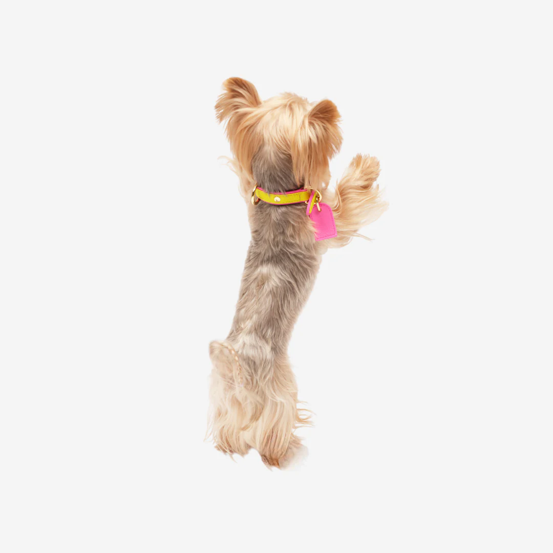 Color Space Pet Collars  - Yellow - FluffyCream