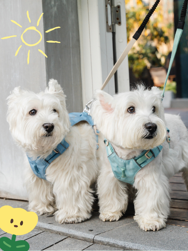 Ever After Harness