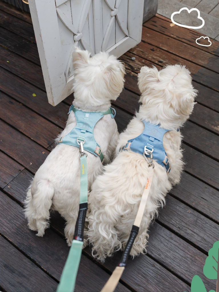 Ever After Harness
