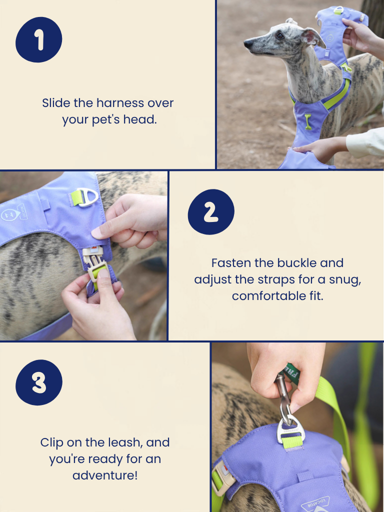 Ever After Harness