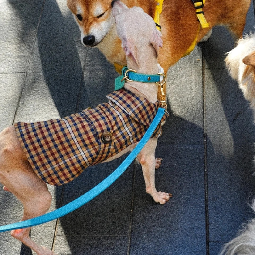 Color Space Pet Leashes  - Green