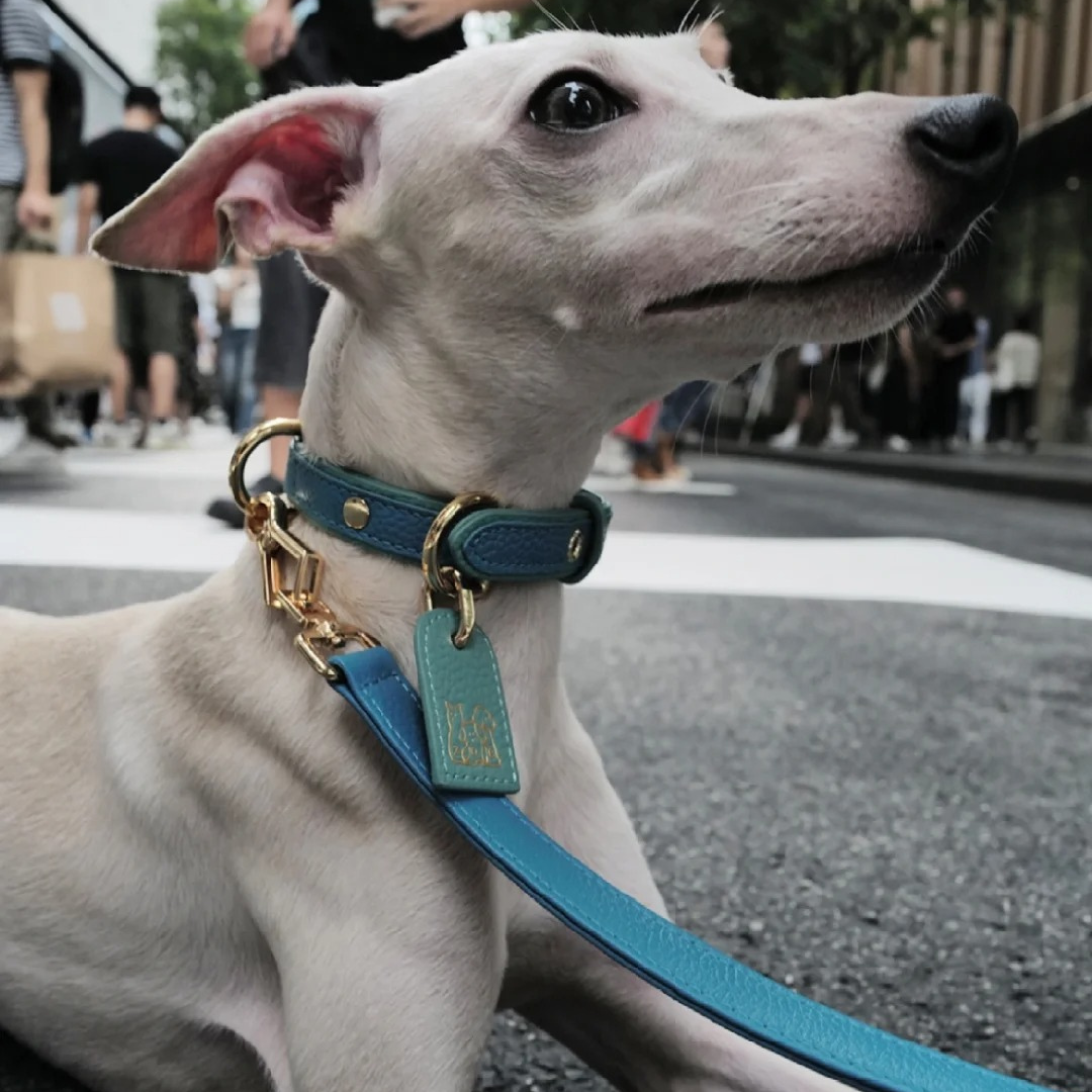 Color Space Pet Leashes  - Green - FluffyCream